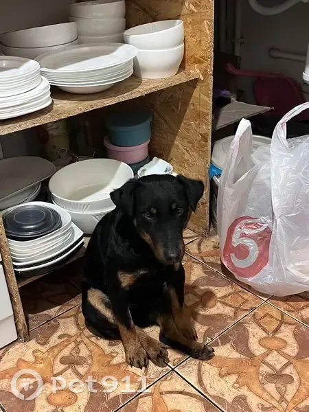 Найдена собака, ул. Монтажников, 2А - photo