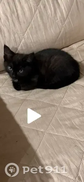 Пропала кошка, ул. Шаркова, 34А, Углич - photo