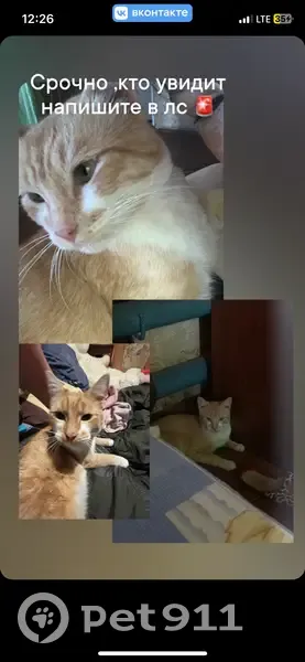 Пропала кошка в Карабихском поселении - photo