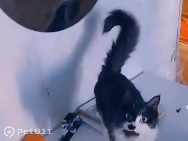 Пропала кошка, Тында, Амурская область - photo