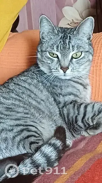 Пропала кошка, ул. Гоголя 184, Анапа - photo