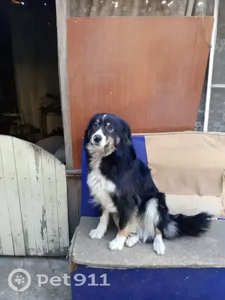 Пропала собака, 13-й Советский пер. 9 - photo