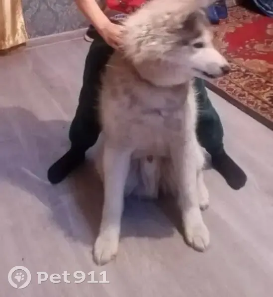 Пропала хаски, Пролетарская 85, Тула - photo