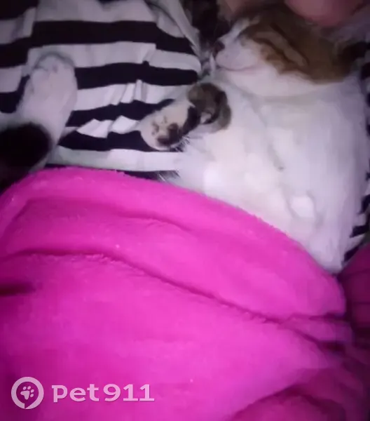 Пропала кошка, Лесная ул., 3, Сочи - photo