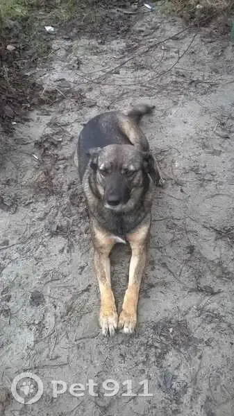 Пропала собака, ул. 50 лет Октября, 114 - photo