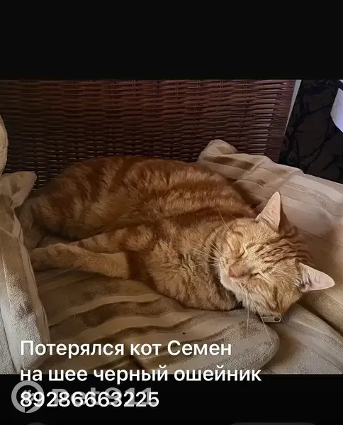 Пропала кошка, Армавир, Вечерний пр., 8А - photo