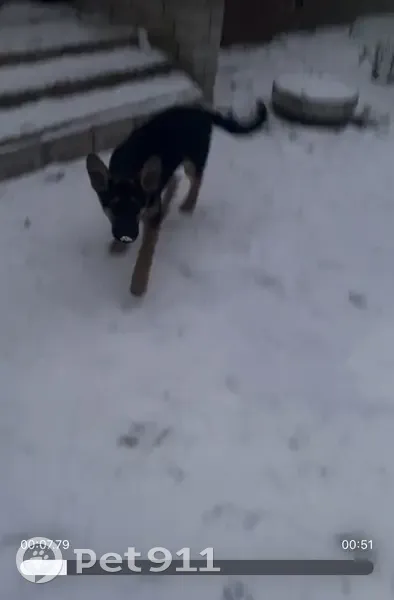 Пропала овчарка Дик, Северная ул., Хардиково - photo