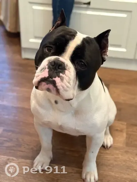 Пропала собака Билли, Касимовская 9, Москва - photo