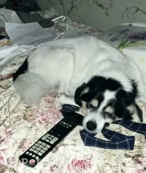 Пропала собака, Владивосток, Приморье - photo