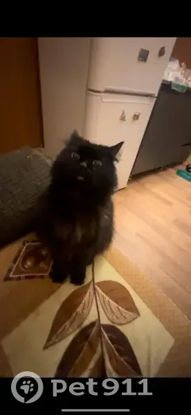 Пропала кошка, Мурманск, Мурманская обл. - photo