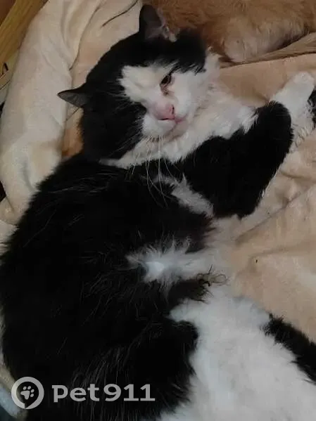 Пропала кошка в МО, Чернобелый, крупный - photo