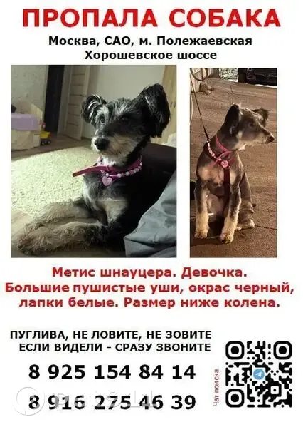 Пропала собака, Хорошевское ш., 78 - photo