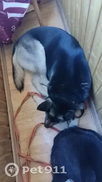 Пропала собака, Красносельское шоссе, Пушкин - photo