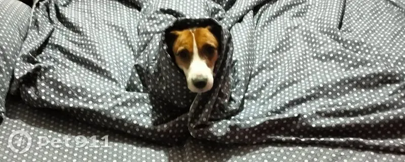 Пропала собака, Орджоникидзе 7, Тольятти - photo