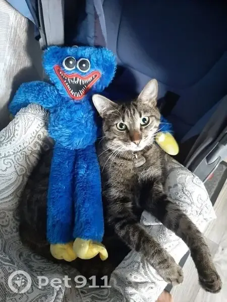 Пропала кошка, ул. Кустодиева, СПб - photo