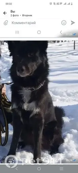 Пропала собака, Ленинградская 53 - photo