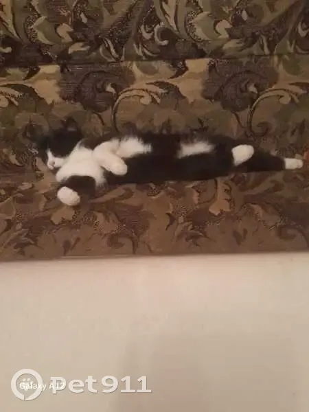 Пропала кошка, ул. Тельмана 177, Ставрополь - photo