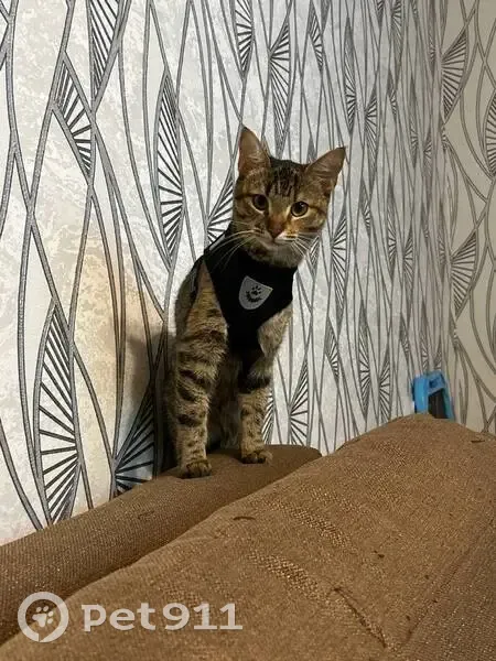 Пропала кошка, Астраханская ул., 7, Сызрань - photo