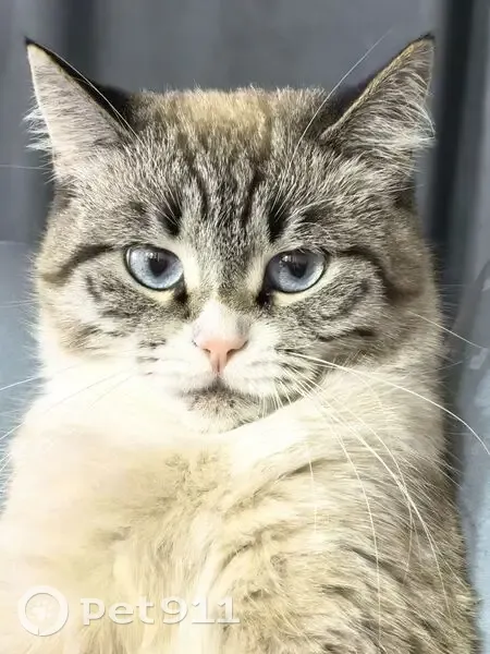 Пропала кошка, Центральная ул., 152, Абакан - photo