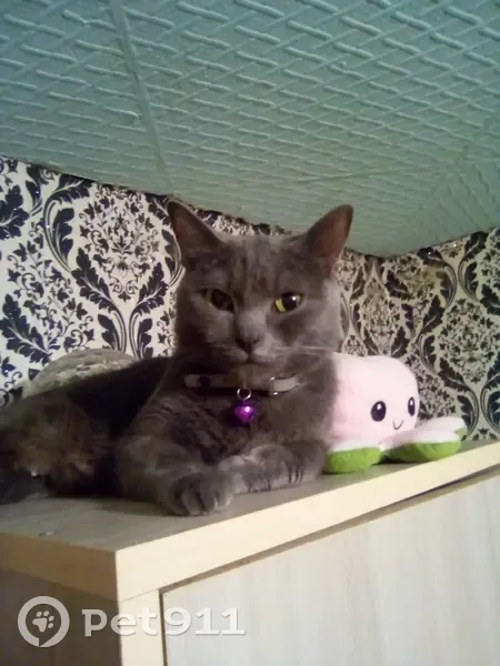 Пропала кошка, ул. Леонова 6, Юрга - photo