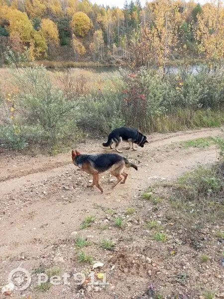Пропали овчарки, 66К-24, Шиманово - photo