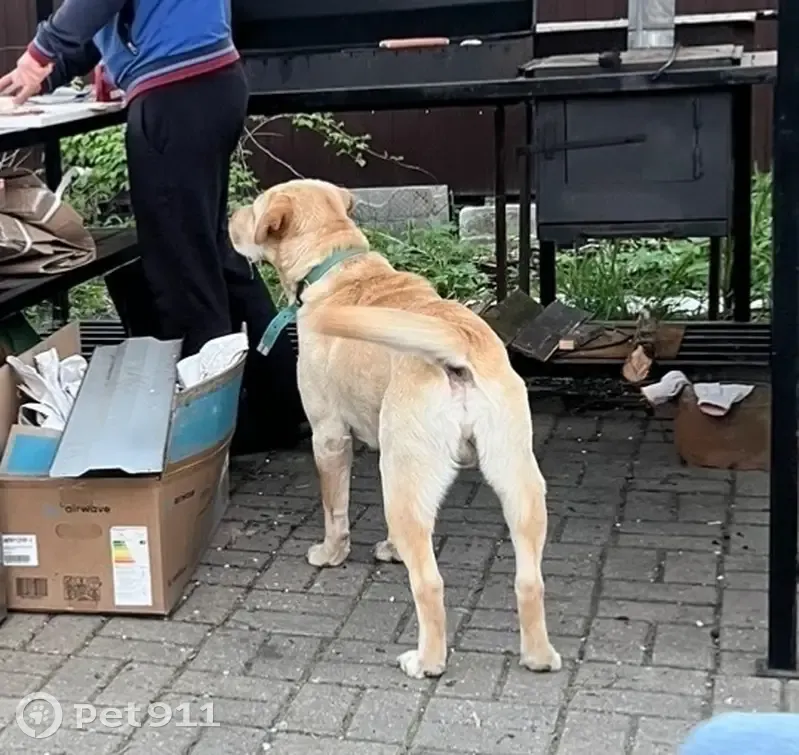 Пропала собака, Затверецкий бул., 69 - photo