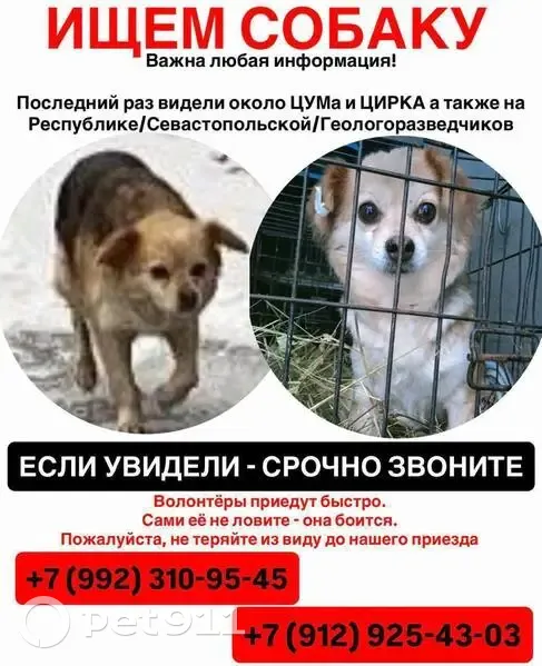 Пропала собака в Луговом, Тюмень - photo