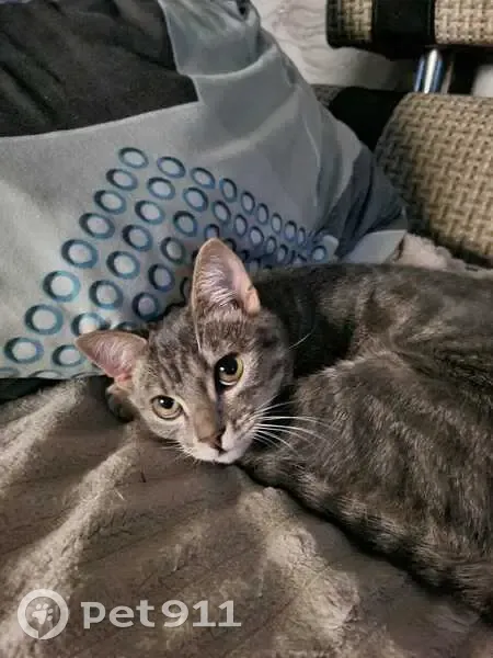 Пропала кошка, ул. Металлургов, Медногорск - photo