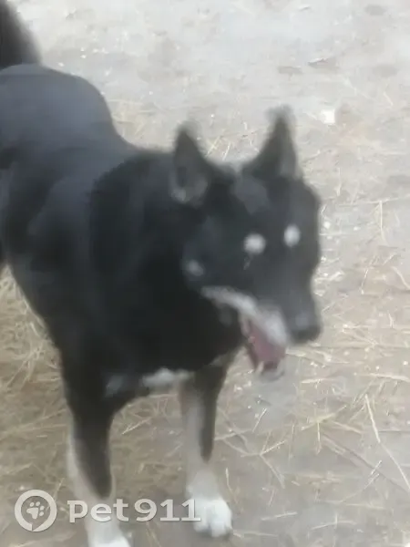 Пропала собака, Крестьянская ул. 57, Саратов - photo