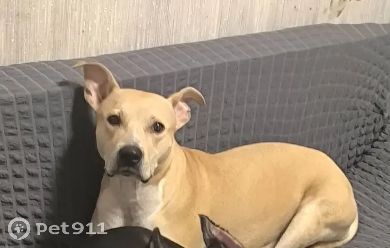 Пропала собака, Окружной проезд, Кемерово - photo