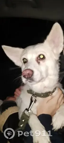 Пропала собака, Сочи, Навагинская 9Д - photo