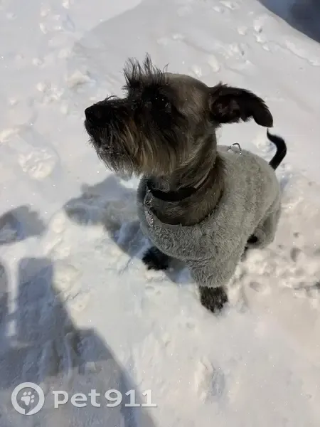 Пропала собака, ул. Сююмбике, 28, НК - photo