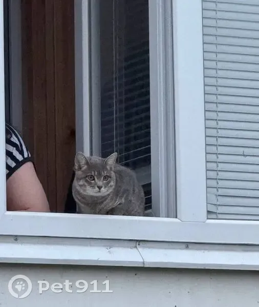 Пропала кошка, Саранск, Бибиной 1/9 - photo