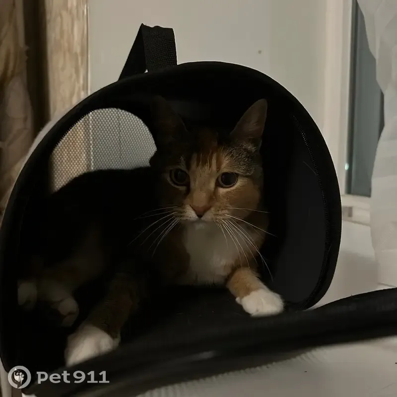 Трехцветная кошка найдена на Панфилова, 9 - photo