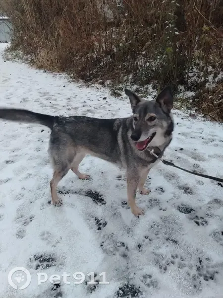 Пропала собака, ул. Калинина, МО - photo
