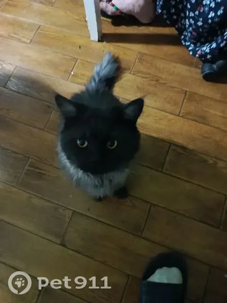 Пропала кошка, ул. Гагарина, 32, Реутов - photo