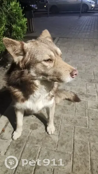 Пёс у ЖК Первый, пл. 2-й Пятилетки, РнД - photo