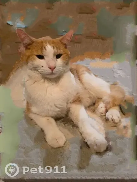 Найдена кошка, Волжский, Нариманова 6Б - photo