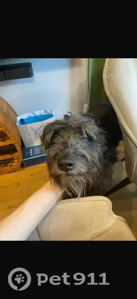 Пропала собака, Новая Усмань - photo