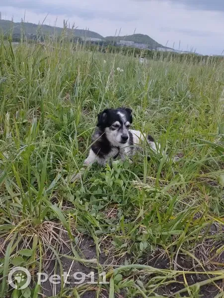 Пропала собака, Заводская ул., Петропавловск - photo