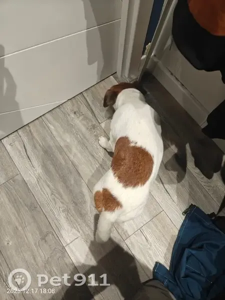 Собака найдена: пр. Гёте, Краснодар - photo