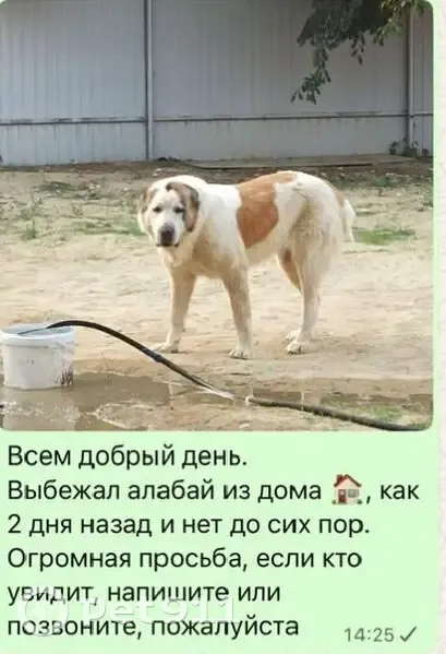 Пропала собака, Благовещенск, Амурская обл. - photo
