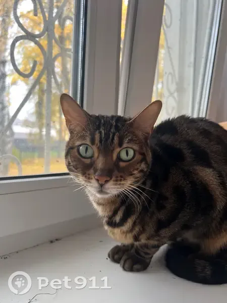 Пропала кошка, Гончарова 10, Н. Новгород - photo