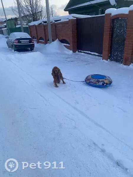 Пропала собака на ул. Красавинская, 30 - photo