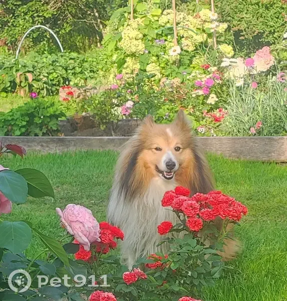 Пропала рыжая шелти, Кооперативная 43 - photo