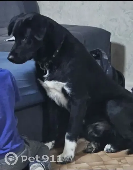 Пропала собака, Тихвин, Ленобласть - photo