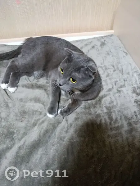 Кошка найдена: Центр. пл., Новый Уренгой - photo