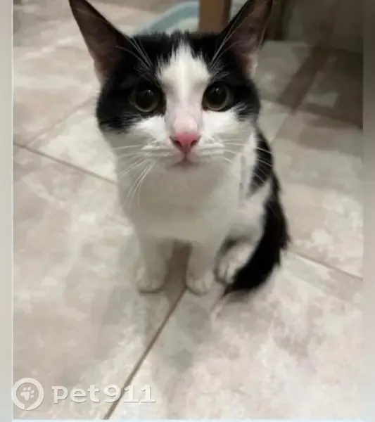 Пропала кошка, Речная ул., 13, Кирово-Чепецк - photo