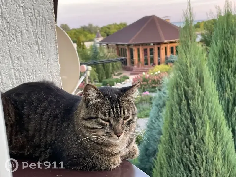 Пропала кошка, ул. Чапаева, Алексеевка - photo