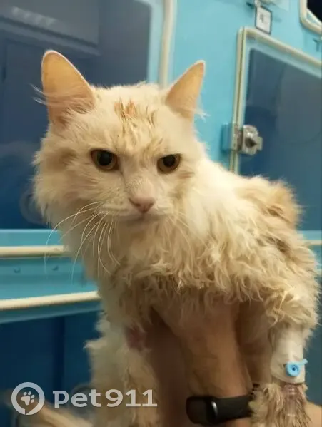 Кошка найдена: Коровинское шоссе 9к2 - photo